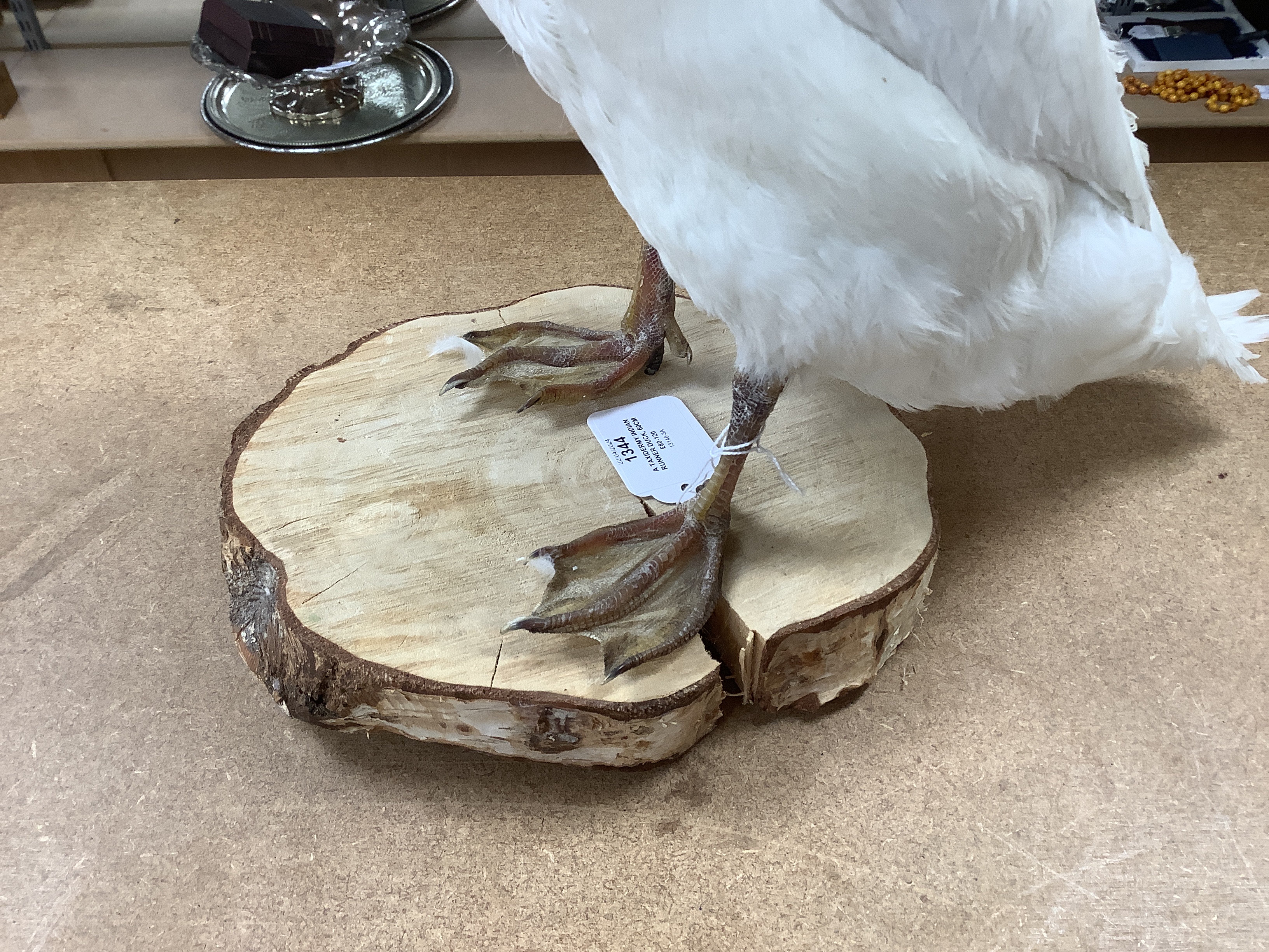 A taxidermy Indian runner duck, 60cm